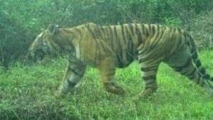 TN forest department intensifies hunt for man-eater tiger in Nilgiris