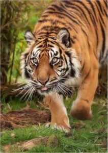 Shut down on August 27,28 in Gudalur in protest against two men killed by tiger